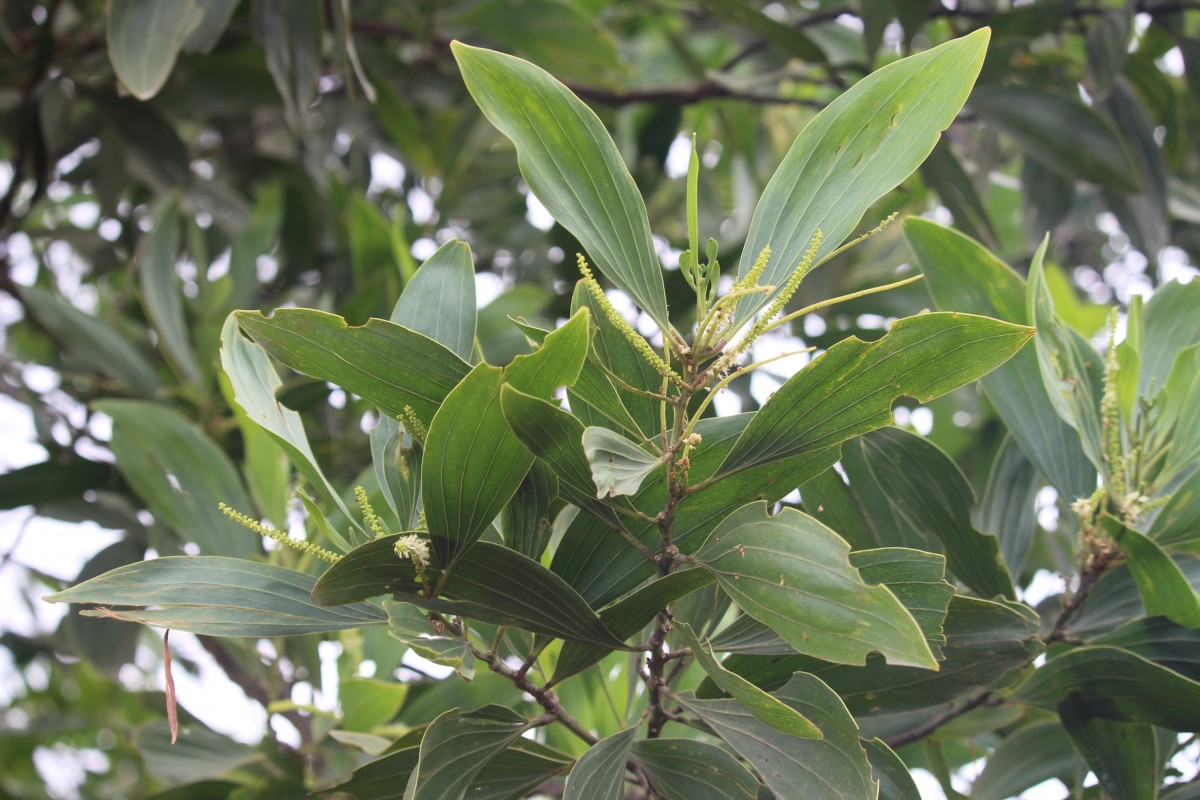 Acacia mangium Willd.